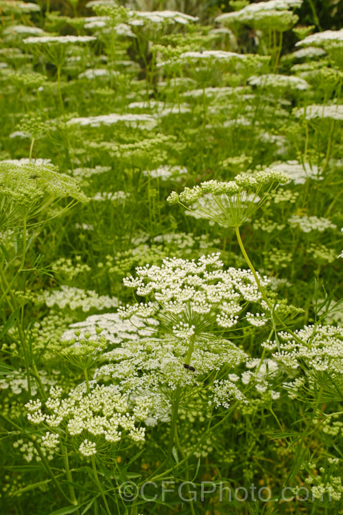 Bishop's Weed or Hogweed (<i>Ammi majus</i>), a 60cm high, summer-flowering annual or short-lived perennial native to the Mediterranean and Eurasian region. Often naturalising freely, it is most at home in wild gardens. Order: Apiales, Family: Apiaceae