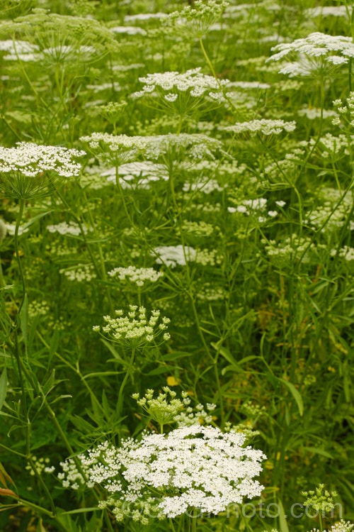 Bishop's Weed or Hogweed (<i>Ammi majus</i>), a 60cm high, summer-flowering annual or short-lived perennial native to the Mediterranean and Eurasian region. Often naturalising freely, it is most at home in wild gardens. Order: Apiales, Family: Apiaceae