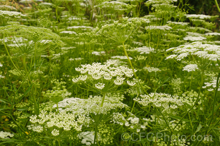 Bishop's Weed or Hogweed (<i>Ammi majus</i>), a 60cm high, summer-flowering annual or short-lived perennial native to the Mediterranean and Eurasian region. Often naturalising freely, it is most at home in wild gardens. Order: Apiales, Family: Apiaceae