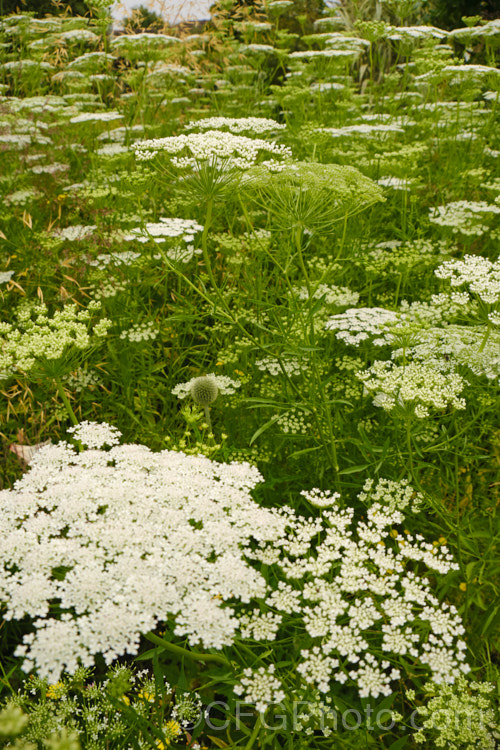 Bishop's Weed or Hogweed (<i>Ammi majus</i>), a 60cm high, summer-flowering annual or short-lived perennial native to the Mediterranean and Eurasian region. Often naturalising freely, it is most at home in wild gardens. Order: Apiales, Family: Apiaceae