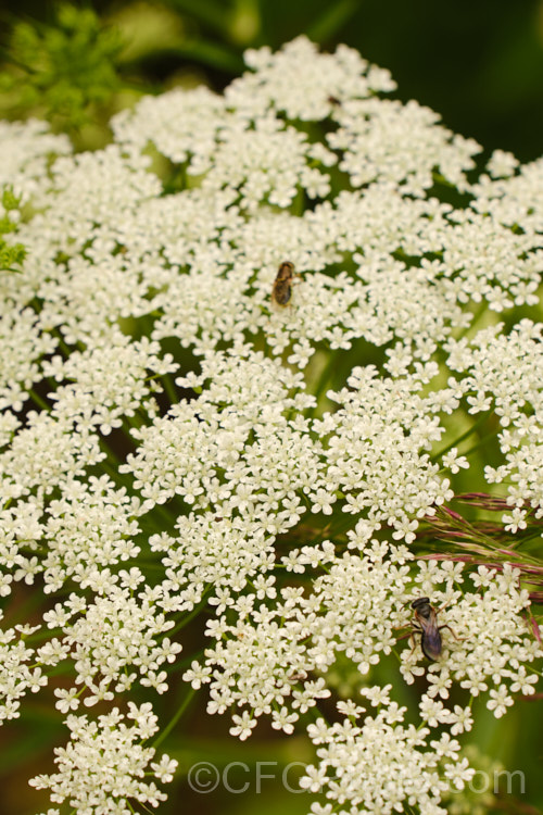 Bishop's Weed or Hogweed (<i>Ammi majus</i>), a 60cm high, summer-flowering annual or short-lived perennial native to the Mediterranean and Eurasian region. Often naturalising freely, it is most at home in wild gardens. Order: Apiales, Family: Apiaceae