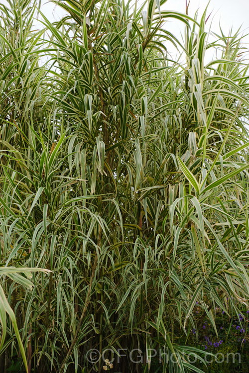 Arundo donax 'Variegata', a 3m tall, cream and green variegated cultivar of the Giant Reed, a Mediterranean grass with stems up to 6m tall While a spectacular plant for a large garden, it can be invasive in a suitable climate. arundo-2368htm'>Arundo. .