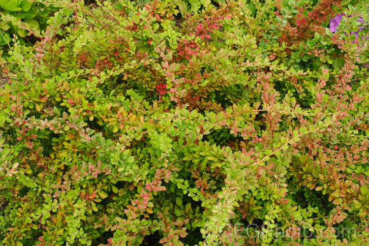 Berberis thunbergii 'Starburst', a cultivar with pink and white variegation over mid-green foliage. It has yellow flowers in spring and red fruit in autumn but does not flower or fruit well and is primarily grown for its foliage. berberis-2186htm'>Berberis. Order: Ranunculales, Family: Berberidaceae