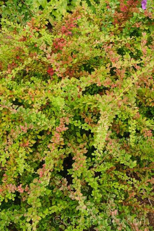 Berberis thunbergii 'Starburst', a cultivar with pink and white variegation over mid-green foliage. It has yellow flowers in spring and red fruit in autumn but does not flower or fruit well and is primarily grown for its foliage. berberis-2186htm'>Berberis. Order: Ranunculales, Family: Berberidaceae