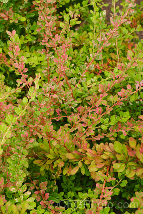 Berberis thunbergii 'Starburst', a cultivar with pink and white variegation over mid-green foliage. It has yellow flowers in spring and red fruit in autumn but does not flower or fruit well and is primarily grown for its foliage. berberis-2186htm'>Berberis. Order: Ranunculales, Family: Berberidaceae