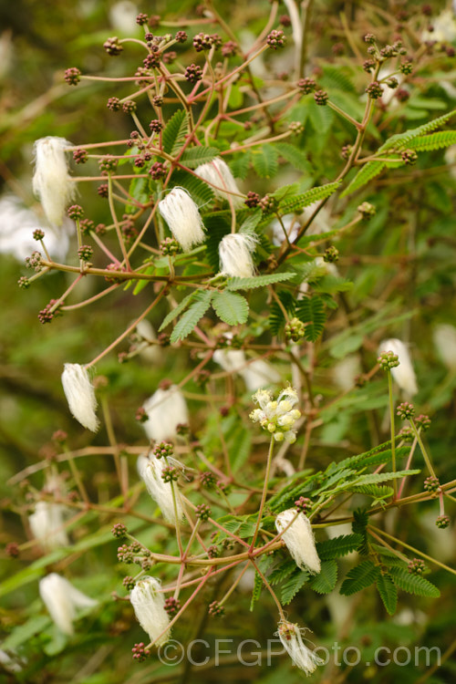 Powder. Puff. Tree or Snowflake. Acacia (<i>Calliandra portoricensis</i>), a shrub or small tree to about 6m tall It is found from southern Mexico to Panama and in the West Indies. The filamentous white flowers occur through much of the year in mild areas. calliandra-2621htm'>Calliandra.