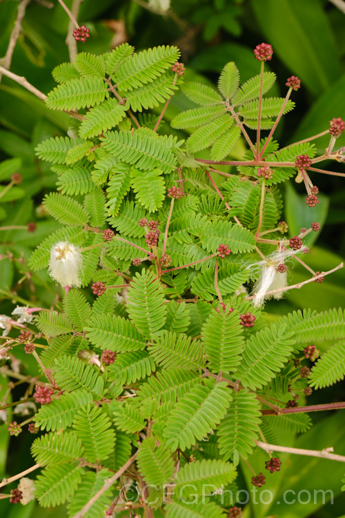 Powder. Puff. Tree or Snowflake. Acacia (<i>Calliandra portoricensis</i>), a shrub or small tree to about 6m tall It is found from southern Mexico to Panama and in the West Indies. The filamentous white flowers occur through much of the year in mild areas. calliandra-2621htm'>Calliandra.