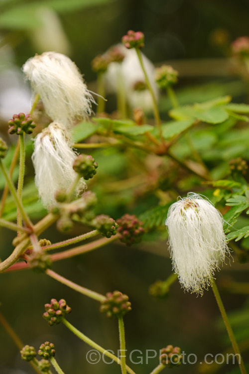 Powder. Puff. Tree or Snowflake. Acacia (<i>Calliandra portoricensis</i>), a shrub or small tree to about 6m tall It is found from southern Mexico to Panama and in the West Indies. The filamentous white flowers occur through much of the year in mild areas. calliandra-2621htm'>Calliandra.