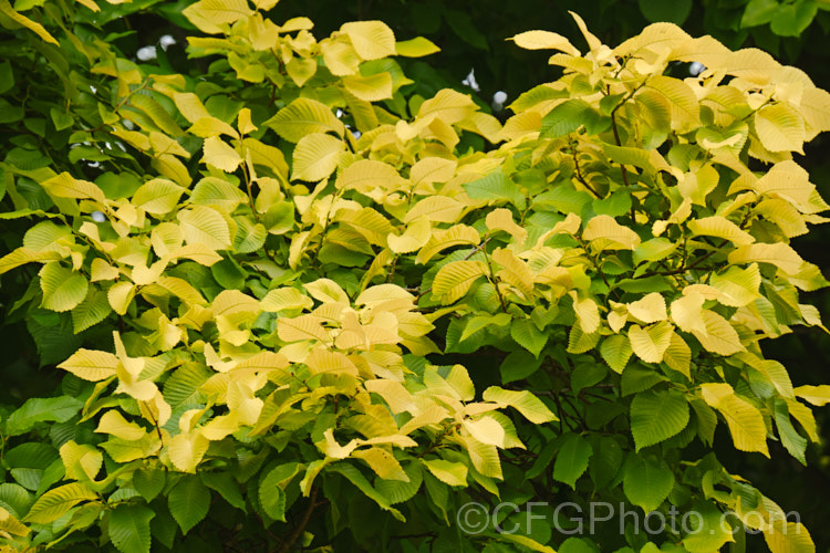 The summer foliage of the Golden Elm (<i>Ulmus procera 'Louis van Houtte'). This yellow-leafed cultivar is derived from the English elm. Its exact origins are uncertain. It is quite easily confused with the Golden Wych Elm (<i>Ulmus glabra 'Lutescens'), but has smaller, stiffer leaves that become quite green in summer. Order: Rosales, Family: Ulmaceae