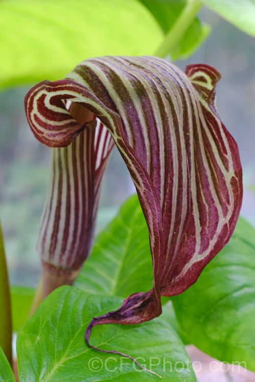 Chinese Cobra Lily (<i>Arisaema franchetianum</i>), a Chinese species that in cultivation is often confused with Arisaema fargesii. The plant develops rapidly from early summer to be in flower shortly after the longest day. The plant can be up to 60cm high. Order: Alismatales, Family: Araceae