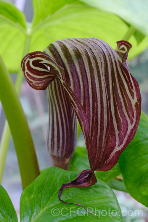 Chinese Cobra Lily (<i>Arisaema franchetianum</i>), a Chinese species that in cultivation is often confused with Arisaema fargesii. The plant develops rapidly from early summer to be in flower shortly after the longest day. The plant can be up to 60cm high. Order: Alismatales, Family: Araceae