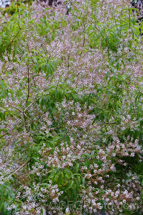 Lemon-scented. Verbena or Citron (<i>Aloysia citriodora [syns. Aloysia triphylla, Lippia citriodora]), a summer-flowering semi-evergreen shrub up to 3m tall It is native to Chile and Argentina and has very aromatic lemon-scented foliage. aloysia-2318htm'>Aloysia. .