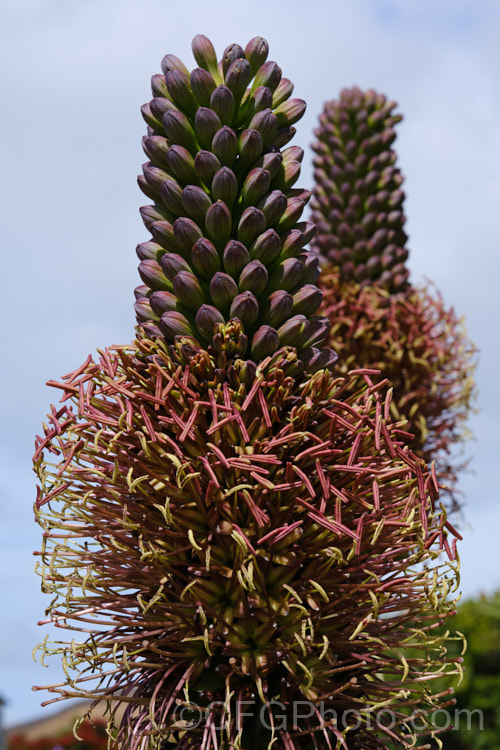 <i>Agave chiapensis</i>, an evergreen succulent endemic to the Mexican state of Chiapas. It forms a single rosette or small clumps or rosettes of light green to grey-green, toothed-edged leaves and produces an erect, usually unbranching flower spike to 2m tall. The densely massed flowers are yellow green and open from reddish purple buds. Order: Asparagales, Family: Asparagaceae