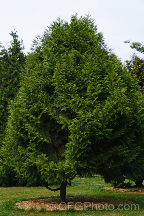 Taiwan. Incense. Cedar (<i>Calocedrus formosana [syn. Calocedrus macrolepis var. formosana]), an evergreen coniferous tree native to Taiwan. It can grow to as much as 25m tall Not botanically described until 1956, the species has a very restricted natural range and is under threat as its fragrant wood is strong and rot-resistant, and popular for furniture production. calocedrus-2626htm'>Calocedrus. Order: Pinales, Family: Cupressaceae