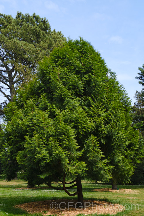 Taiwan. Incense. Cedar (<i>Calocedrus formosana [syn. Calocedrus macrolepis var. formosana]), an evergreen coniferous tree native to Taiwan. It can grow to as much as 25m tall Not botanically described until 1956, the species has a very restricted natural range and is under threat as its fragrant wood is strong and rot-resistant, and popular for furniture production. calocedrus-2626htm'>Calocedrus. Order: Pinales, Family: Cupressaceae