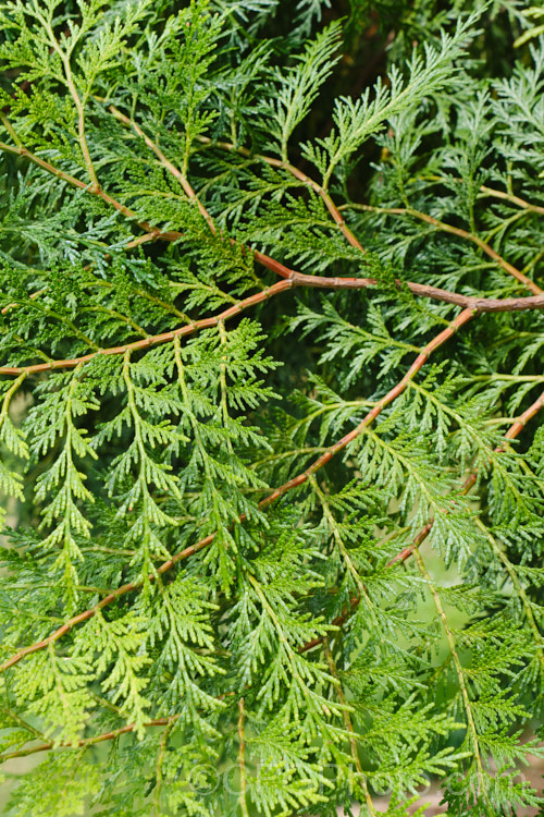 The foliage of the Taiwan. Incense. Cedar (<i>Calocedrus formosana [syn. Calocedrus macrolepis var. formosana]), an evergreen coniferous tree native to Taiwan. It can grow to as much as 25m tall Not botanically described until 1956, the species has a very restricted natural range and is under threat as its fragrant wood is strong and rot-resistant, and popular for furniture production. calocedrus-2626htm'>Calocedrus. Order: Pinales, Family: Cupressaceae