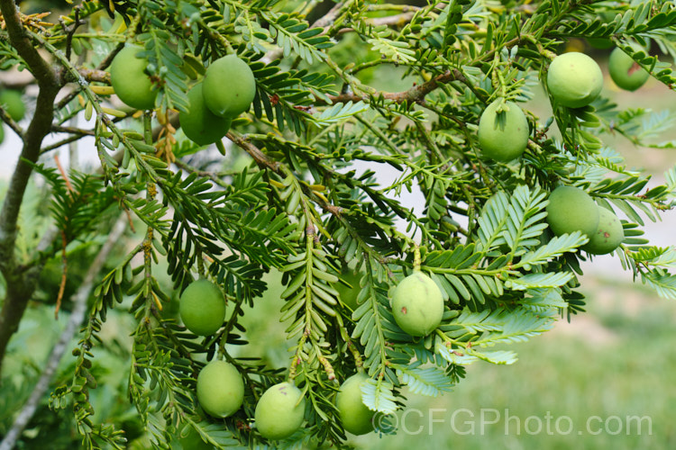 The summer foliage and near-mature fruits of the Mount Spurgeon. Black Pine or Queensland. Matai (<i>Prumnopitys ladei</i>), a slow-growing, often shrubby conifer that will eventually develop into a 10m tall tree. The plant has a very restricted natural range on the Atherton. Tablelands of northeastern Queensland. Although native to tropical rainforests, it is surprisingly hardy and can be grown in temperate climate gardens. prumnopitys-2756htm'>Prumnopitys. <a href='podocarpaceae-plant-family-photoshtml'>Podocarpaceae</a>.