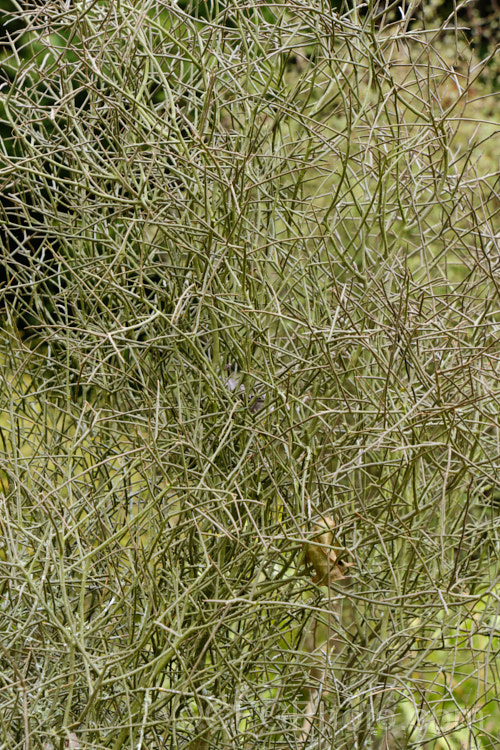 Leafless. Mahoe (<i>Melicytus flexuosus</i>), a densely twiggy divaricating shrub native to New Zealand, where it has a very scattered distribution for the central North Island to Stewart Island It can grow to as much as 5m tall but is usually much smaller. It often has tiny vestigial leaves and in spring it produces small white to cream flowers. melicytus-3139htm'>Melicytus. <a href='violaceae-plant-family-photoshtml'>Violaceae</a>.