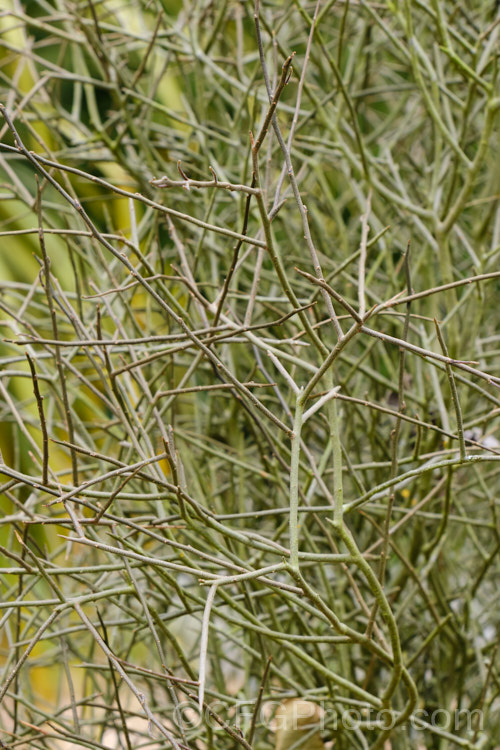 Leafless. Mahoe (<i>Melicytus flexuosus</i>), a densely twiggy divaricating shrub native to New Zealand, where it has a very scattered distribution for the central North Island to Stewart Island It can grow to as much as 5m tall but is usually much smaller. It often has tiny vestigial leaves and in spring it produces small white to cream flowers. melicytus-3139htm'>Melicytus. <a href='violaceae-plant-family-photoshtml'>Violaceae</a>.