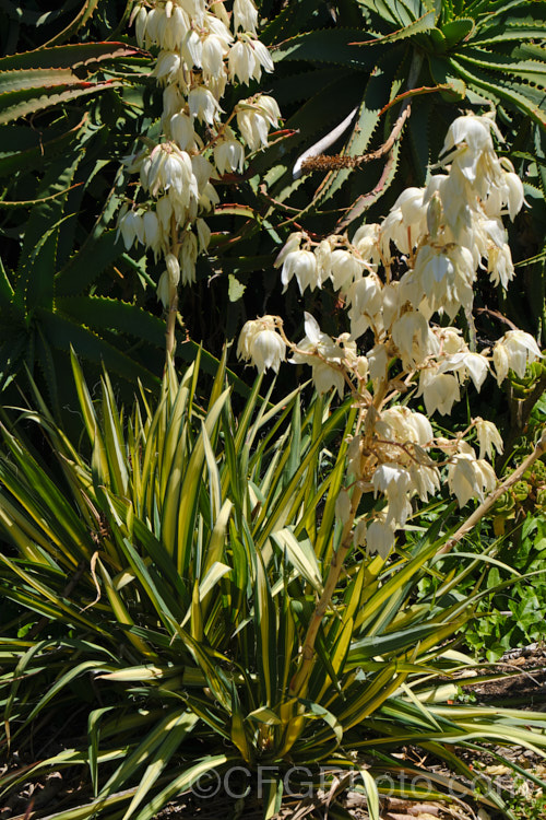 Yucca 'Garland's Gold', a low-growing, yellow-variegated, summer-flowering cultivar that may be a hybrid It shows some of the characteristics of Yucca filamentosa, though it is often listed under. Yucca gloriosa.