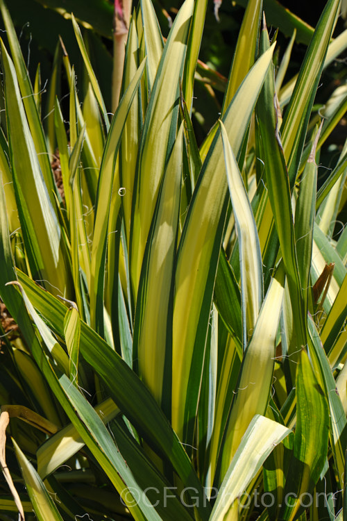 Yucca 'Garland's Gold', a low-growing, yellow-variegated, summer-flowering cultivar that may be a hybrid It shows some of the characteristics of Yucca filamentosa, though it is often listed under. Yucca gloriosa.