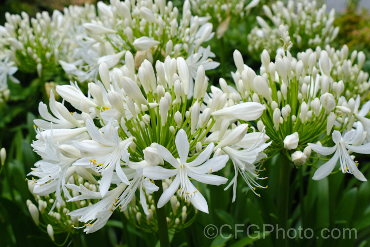 <i>Agapanthus praecox</i> subsp. <i>orientalis</i> 'Albus' (syn 'Albidus'), a compact, evergreen, light-green foliage, white-flowered cultivar. Its flower stems are 45-60cm high and usually very abundant. Order: Asparagales, Family: Amaryllidaceae