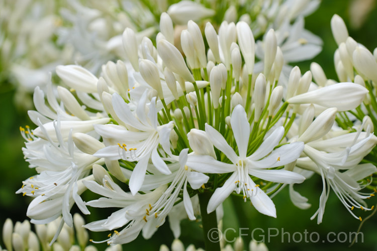 <i>Agapanthus praecox</i> subsp. <i>orientalis</i> 'Albus' (syn 'Albidus'), a compact, evergreen, light-green foliage, white-flowered cultivar. Its flower stems are 45-60cm high and usually very abundant. Order: Asparagales, Family: Amaryllidaceae