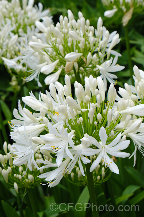 <i>Agapanthus praecox</i> subsp. <i>orientalis</i> 'Albus' (syn 'Albidus'), a compact, evergreen, light-green foliage, white-flowered cultivar. Its flower stems are 45-60cm high and usually very abundant. Order: Asparagales, Family: Amaryllidaceae