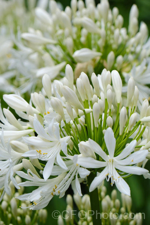 <i>Agapanthus praecox</i> subsp. <i>orientalis</i> 'Albus' (syn 'Albidus'), a compact, evergreen, light-green foliage, white-flowered cultivar. Its flower stems are 45-60cm high and usually very abundant. Order: Asparagales, Family: Amaryllidaceae