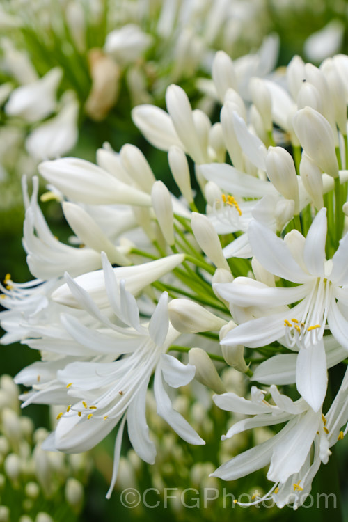 <i>Agapanthus praecox</i> subsp. <i>orientalis</i> 'Albus' (syn 'Albidus'), a compact, evergreen, light-green foliage, white-flowered cultivar. Its flower stems are 45-60cm high and usually very abundant. Order: Asparagales, Family: Amaryllidaceae