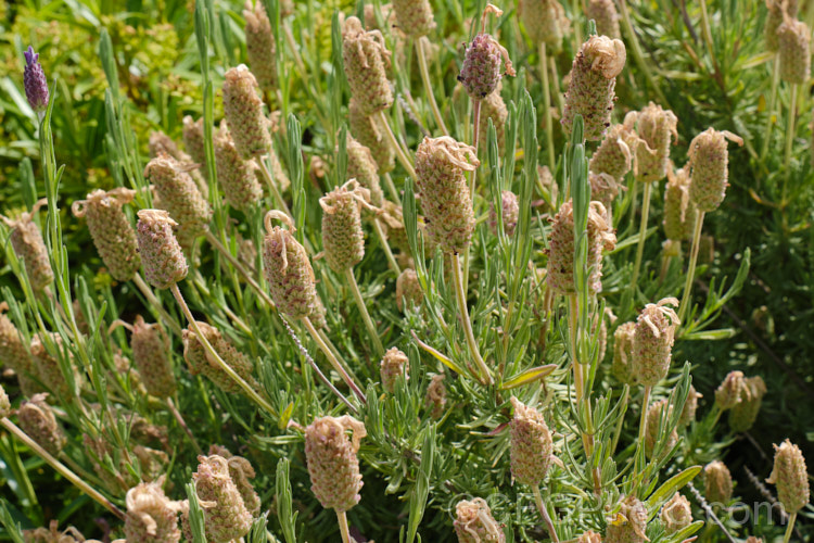 The developing seedheads of French Lavender, Spanish Lavender or Italian Lavender (<i>Lavandula stoechas</i>), a 50cm-1m tall evergreen, mainly spring-flowering shrub native to the Mediterranean region. It thrives in a sunny well-drained position and often self-sows. In mild area it will often flower again in autumn and usually has a few flowerheads throughout the year. lavandula-2175htm'>Lavandula.