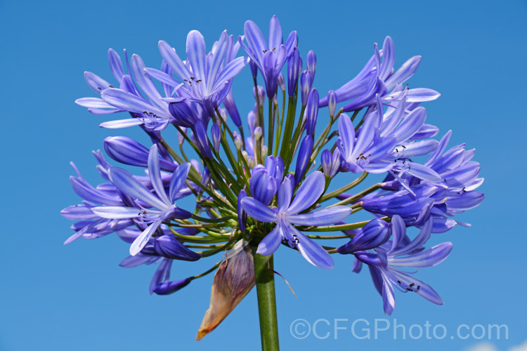 <i>Agapanthus praecox</i> subsp. <i>orientalis</i> (syn. <i>Agapanthus orientalis</i>), a fleshy-rooted, summer-flowering perennial native to southern Africa. It has flower stems up to 12m tall and soon forms a large foliage clump. The leaves are evergreen and up to 70cm long. Order: Asparagales, Family: Amaryllidaceae