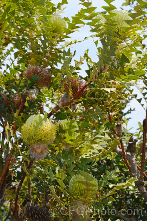 Baxter's Banksia or Bird's Nest. Banksia (<i>Banksia baxteri</i>), a summer- to autumn-flowering evergreen shrub or small tree to 4m tall It occurs naturally in the southwest of Western Australia. As with many banksias, the seed capsules do not open until exposed to high heat, such as that of a bush fire. Order: Proteales, Family: Proteaceae