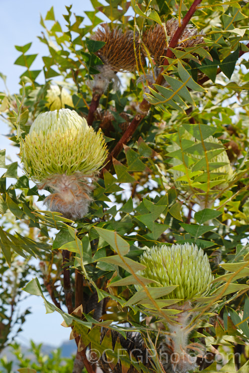 Baxter's Banksia or Bird's Nest. Banksia (<i>Banksia baxteri</i>), a summer- to autumn-flowering evergreen shrub or small tree to 4m tall It occurs naturally in the southwest of Western Australia. As with many banksias, the seed capsules do not open until exposed to high heat, such as that of a bush fire. Order: Proteales, Family: Proteaceae