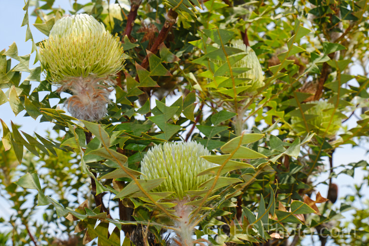 Baxter's Banksia or Bird's Nest. Banksia (<i>Banksia baxteri</i>), a summer- to autumn-flowering evergreen shrub or small tree to 4m tall It occurs naturally in the southwest of Western Australia. As with many banksias, the seed capsules do not open until exposed to high heat, such as that of a bush fire. Order: Proteales, Family: Proteaceae