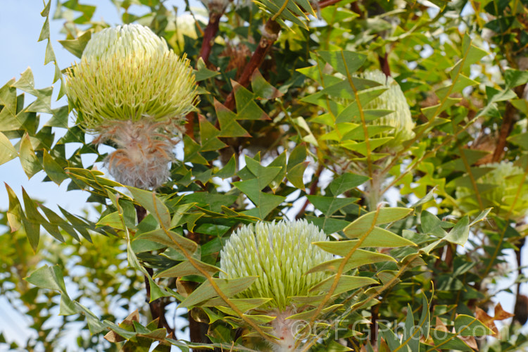 Baxter's Banksia or Bird's Nest. Banksia (<i>Banksia baxteri</i>), a summer- to autumn-flowering evergreen shrub or small tree to 4m tall It occurs naturally in the southwest of Western Australia. As with many banksias, the seed capsules do not open until exposed to high heat, such as that of a bush fire. Order: Proteales, Family: Proteaceae