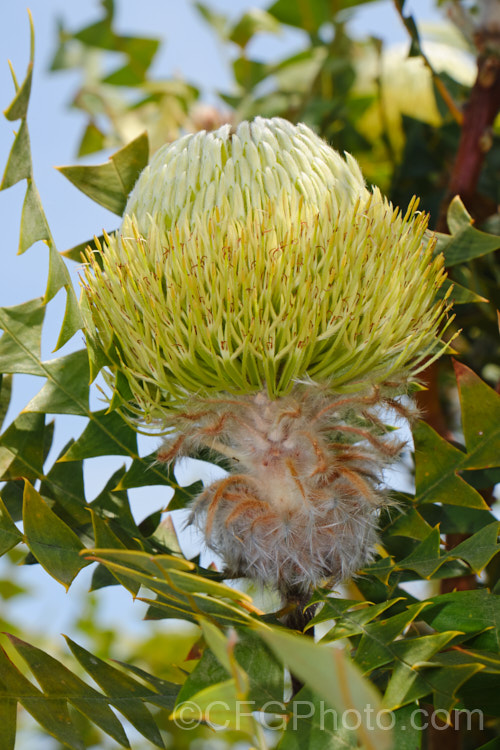 Baxter's Banksia or Bird's Nest. Banksia (<i>Banksia baxteri</i>), a summer- to autumn-flowering evergreen shrub or small tree to 4m tall It occurs naturally in the southwest of Western Australia. As with many banksias, the seed capsules do not open until exposed to high heat, such as that of a bush fire. Order: Proteales, Family: Proteaceae