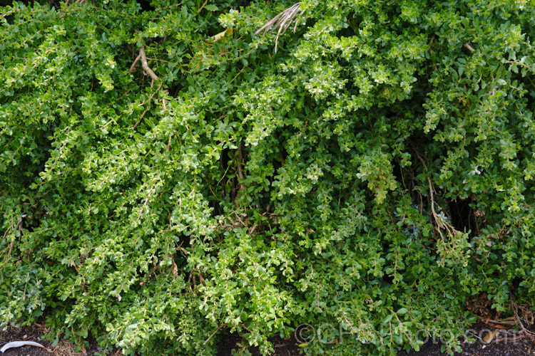 Patagonian Sea. Myrtle or Patagonian Groundsel (<i>Baccharis patagonica</i>), a tough, adaptable, evergreen, mounding or ground cover shrub from southern South America. It is capable of growing to 3m high and wide, but in exposed locations it can be sheared by the wind so that it is almost prostrate. The small cream flowerheads are conspicuous but not really a feature. May be trimmed to shape. baccharis-3668htm'>Baccharis.