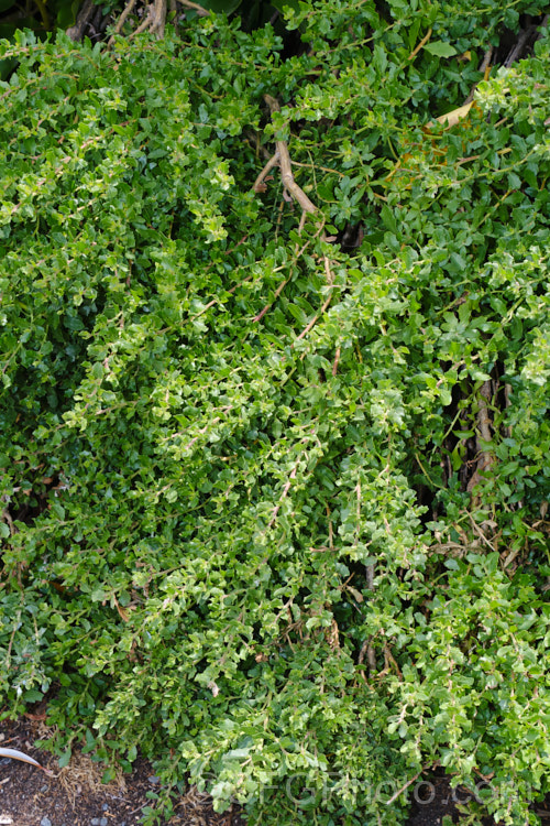 Patagonian Sea. Myrtle or Patagonian Groundsel (<i>Baccharis patagonica</i>), a tough, adaptable, evergreen, mounding or ground cover shrub from southern South America. It is capable of growing to 3m high and wide, but in exposed locations it can be sheared by the wind so that it is almost prostrate. The small cream flowerheads are conspicuous but not really a feature. May be trimmed to shape. baccharis-3668htm'>Baccharis.