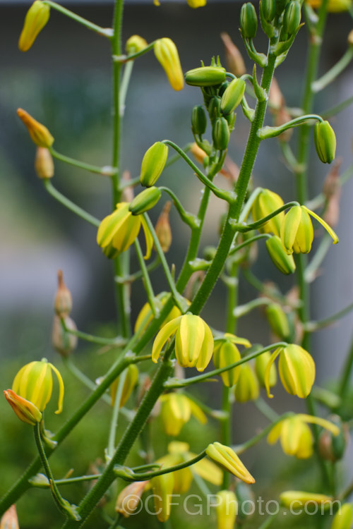 Albuca shawii, a late spring- to summer-flowering bulb native to southern Africa. The flower stems are up to 30cm tall and the plant has a covering of short, sticky hairs. Unlike the upright blooms of some species, the flowers are pendulous. albuca-2274htm'>Albuca.