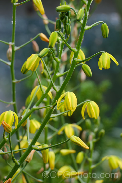 Albuca shawii, a late spring- to summer-flowering bulb native to southern Africa. The flower stems are up to 30cm tall and the plant has a covering of short, sticky hairs. Unlike the upright blooms of some species, the flowers are pendulous. albuca-2274htm'>Albuca.