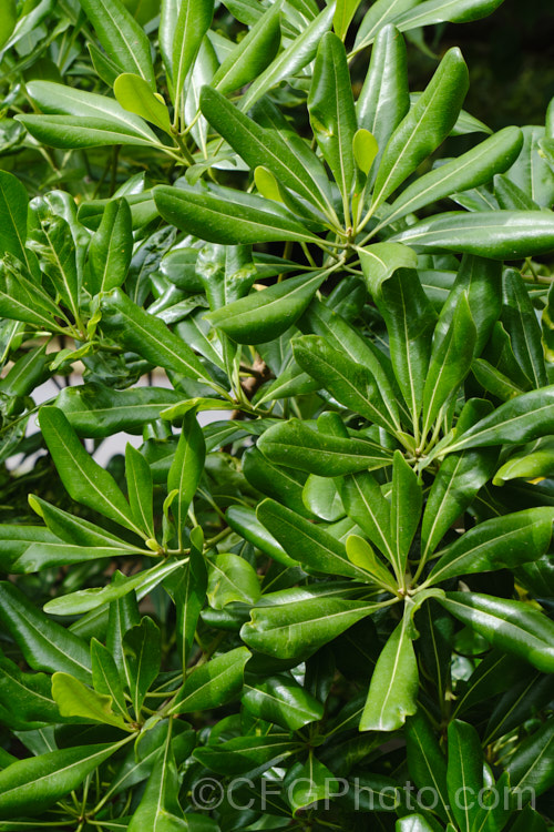 The foliage of the Japanese Pittosporum (<i>Pittosporum tobira</i>) in summer. This evergreen shrub is native to southern Japan and is grown for its lustrous green foliage and its spring- to early summer-borne clusters of small white to cream flowers, which are mildly scented. When ripe, the seedpods split open to reveal orange seeds. Although capable of reaching 10m tall, it is usually far smaller in cultivation and can be trimmed as a hedge. Order: Apiales, Family: Pittosporaceae