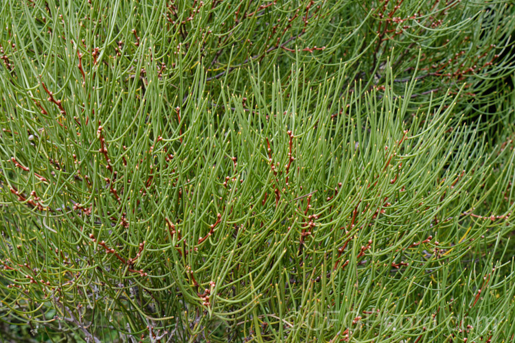 Beaked Hakea or Needlebush Hakea (<i>Hakea epiglottis</i>),a leafless shrub native to Tasmania. It is usually a dense, compact plant but with great age can grow to 3m high and wide. The plants tend to be unisexual in the wild, but cultivated specimens may produce male and female flowers on the same plant or flowers with both male and female parts. Order: Proteales, Family: Proteaceae