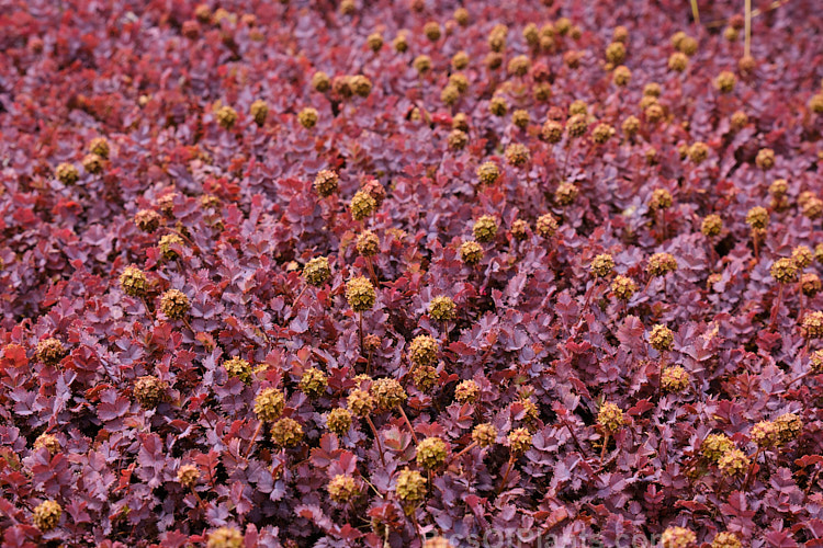 <i>Acaena inermis</i> 'Purpureus', a cultivar of a rhizomatous, prostrate, near-evergreen perennial native to New Zealand. 'Purpureus' has purple-tinted bronze-green foliage. This species is very similar to <i>Acaena microphylla</i>, with near-identical foliage, but its seedheads are on much shorter stems and do not have spines. Order: Rosales, Family: Rosaceae