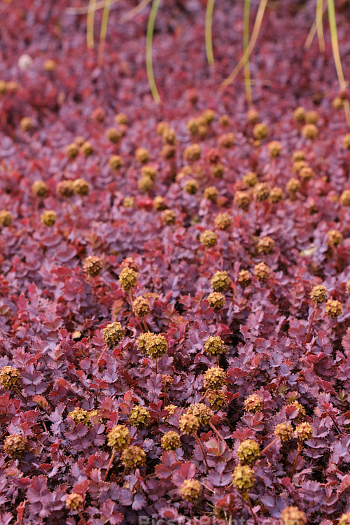 <i>Acaena inermis</i> 'Purpureus', a cultivar of a rhizomatous, prostrate, near-evergreen perennial native to New Zealand. 'Purpureus' has purple-tinted bronze-green foliage. This species is very similar to <i>Acaena microphylla</i>, with near-identical foliage, but its seedheads are on much shorter stems and do not have spines. Order: Rosales, Family: Rosaceae