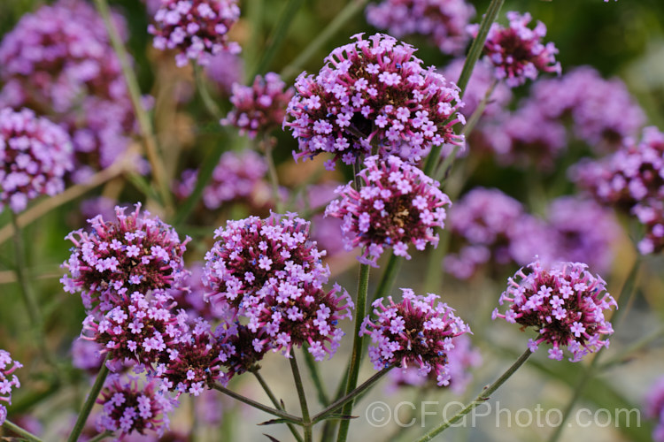 Purple Top, South American. Vervain or Tall Verbena (<i>Verbena bonariensis</i>), a summer- to autumn-flowering annual or short-lived perennial native to temperate and sub-tropical South America. It is tall for a verbena and carries its flowers in flattened heads that rather resemble a miniature. Buddleja flowerhead