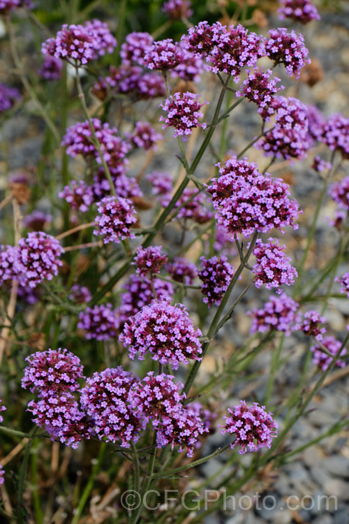 Purple Top, South American. Vervain or Tall Verbena (<i>Verbena bonariensis</i>), a summer- to autumn-flowering annual or short-lived perennial native to temperate and sub-tropical South America. It is tall for a verbena and carries its flowers in flattened heads that rather resemble a miniature. Buddleja flowerhead