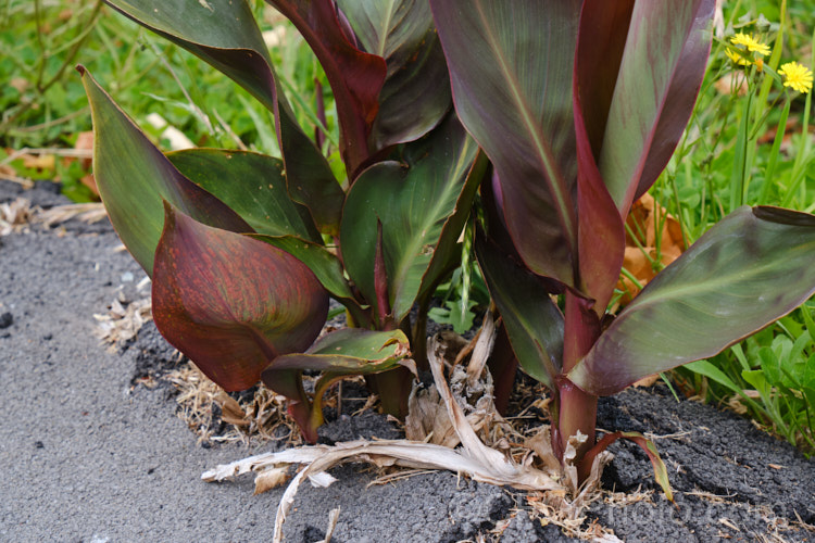 Canna lilies have extremely strong roots, as shown by this example of the purple-leaved, orange-flowered cultivar 'Wyoming', which is pushing up through asphalt. Order: Zingiberales, Family: Cannaceae