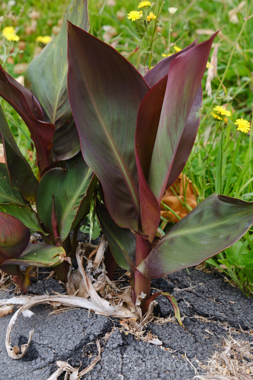 Canna lilies have extremely strong roots, as shown by this example of the purple-leaved, orange-flowered cultivar 'Wyoming', which is pushing up through asphalt. Order: Zingiberales, Family: Cannaceae