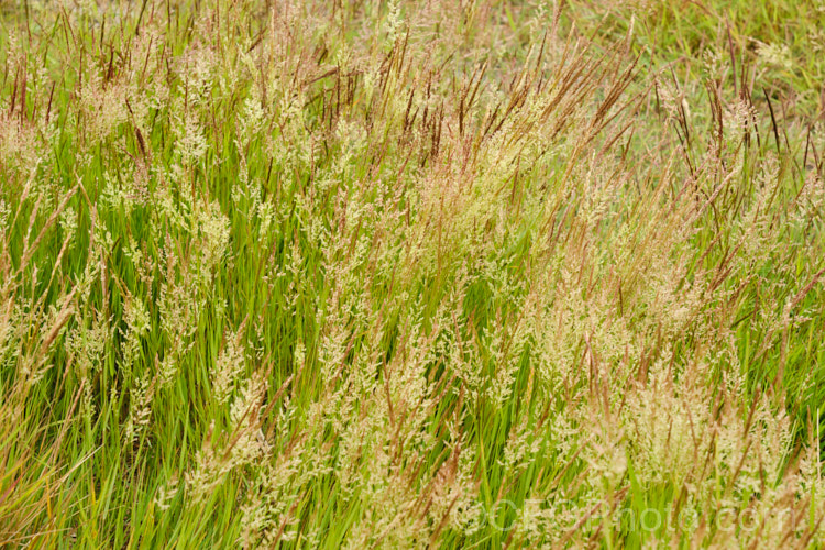 Creeping Bent. Grass (<i>Agrostis stolonifera</i>), a perennial grass, originally native to Eurasia and North Africa, but now widely naturalised in the temperate zones. It spreads by stolons and can form large mats, the stems growing sideways before turning up. Although often rather invasive and weedy, it is a good fodder grass and is extensively used as a sports turf. agrostis-3641htm'>Agrostis. .